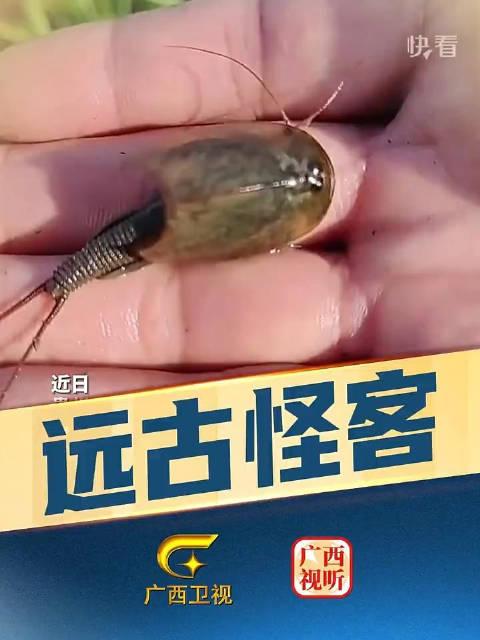 眼子虾图片