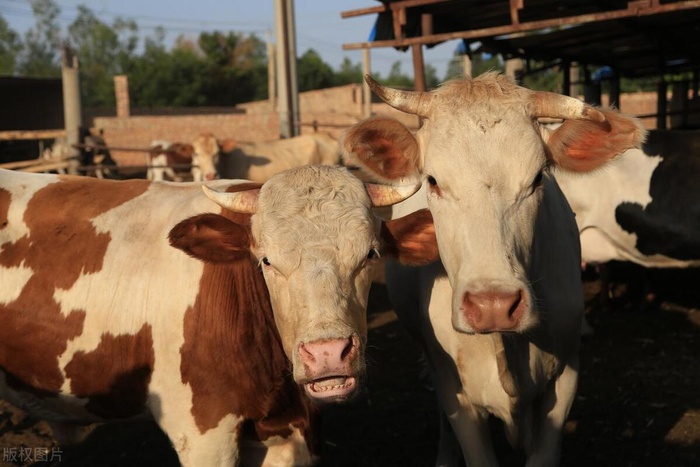 油价"变了天"!5月31日加油站92/95汽油价格,牛价,羊价咋样