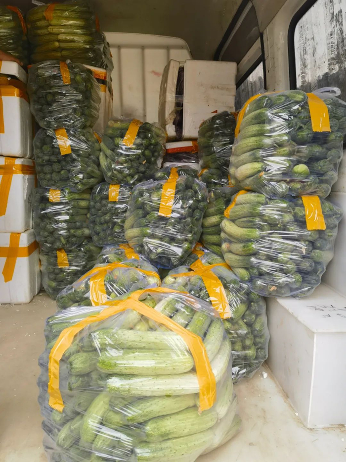 从罗甸“春提早”基地打包好的新鲜黄瓜装车准备运往贵阳