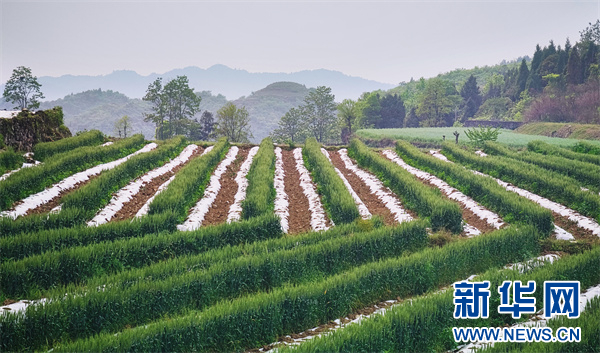 专"新"致"质" 贵州烟草"链条式"迈向高质量发展
