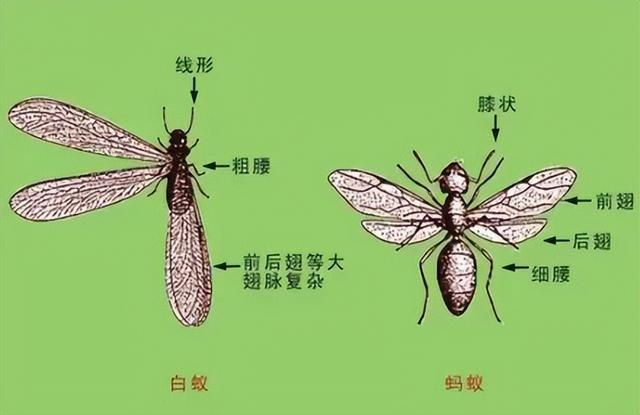 大同人别慌!最近会飞的蚂蚁没那么可怕