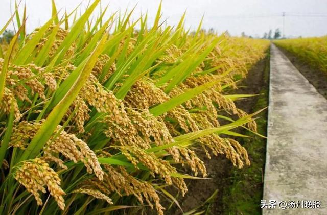 据了解,根据《超级稻品种确认办法》(农办科〔2008〕38号),2024年度