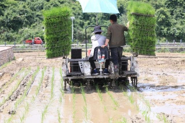 观山湖区朱昌镇:机械插秧苗 田间披"绿装"