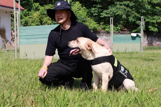 重庆市铜梁区公安局警犬基地,一只白色的拉布拉多犬"小白"与训犬民警