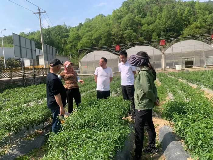 技术人员在位于罗甸县逢亭镇祥脚村的“春提早”基地指导生产