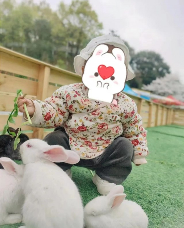 羊了个羊近距离的和羊接触锻炼宝贝的勇气体验来自羊羊的快乐培