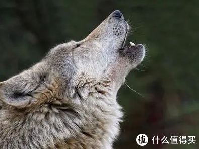 《狼图腾》读后感