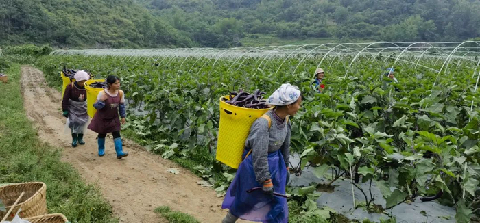 近期，位于罗甸县龙坪镇坪寨村的“春提早”蔬菜种植基地进行茄子采收