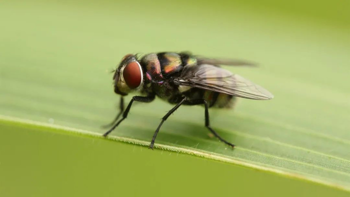 使人昏昏欲睡的"瞌睡虫",虽然危险致命,却也能解救人类的生命