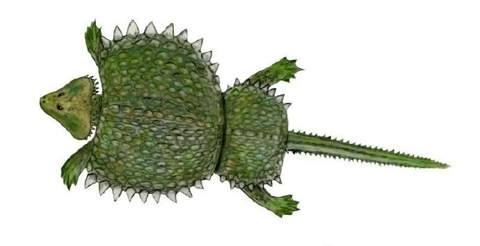 第八十二课 豆齿龙(二)cyamodus