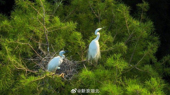 武汉记录到的鹭鸟种类共有9种,而这片水杉林就有7种:大白鹭,中白鹭