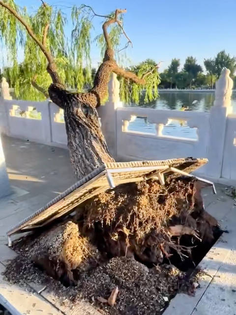 北京昨天的大风,把后海几棵老树连根拔起,这是什么妖风