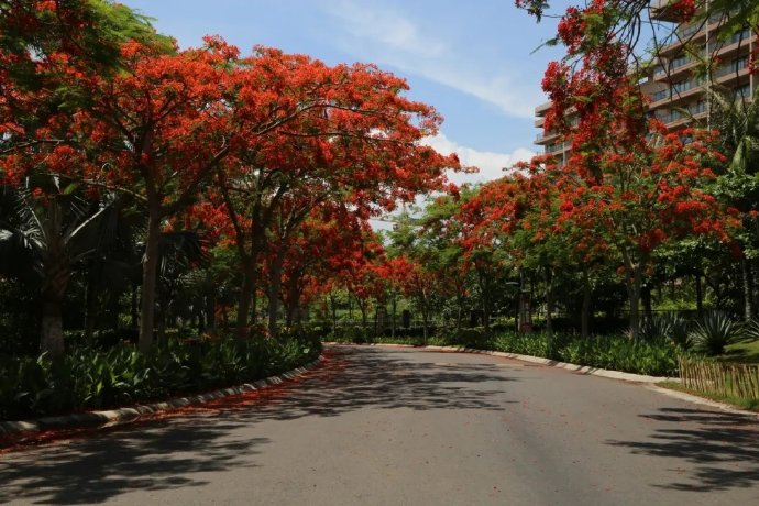很难不爱凤凰花开的万宁|万宁市|海南省_新浪新闻