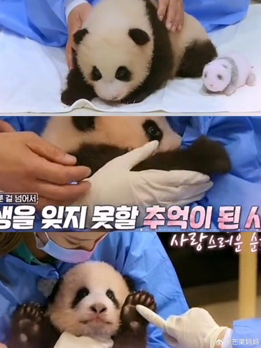 原来2020年blackpink因带妆抚摸熊猫引争议事件中的熊猫宝宝