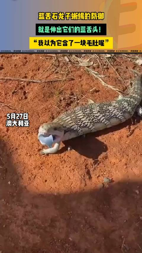蓝舌石龙子蜥蜴的防御,就是伸出它们的蓝舌头!