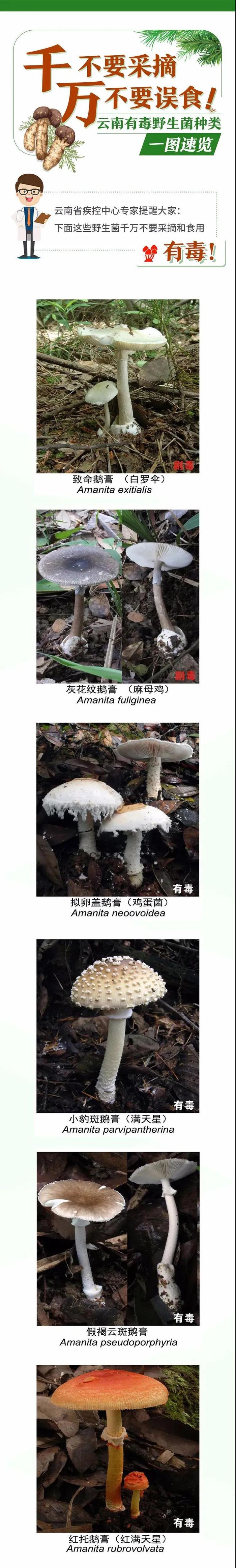 北方野生菌图片和名称图片