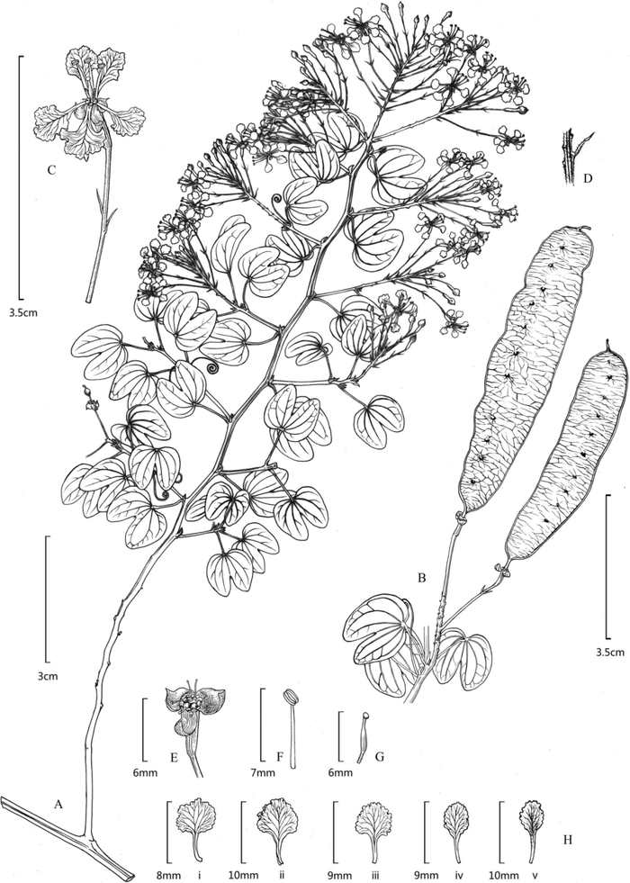 我老家遍地都是这种草,科学家却说它是个"新物种"?
