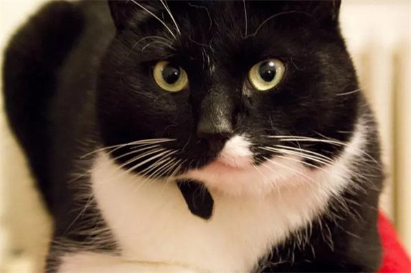 爱丁堡大学图书馆猫乔丹