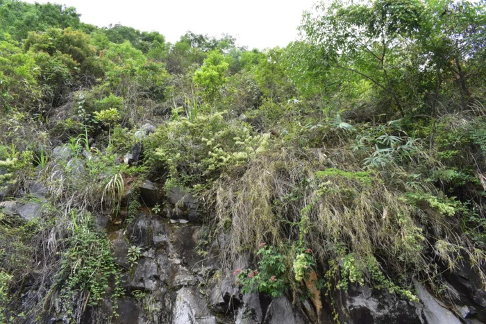 河池德昭藤的生境