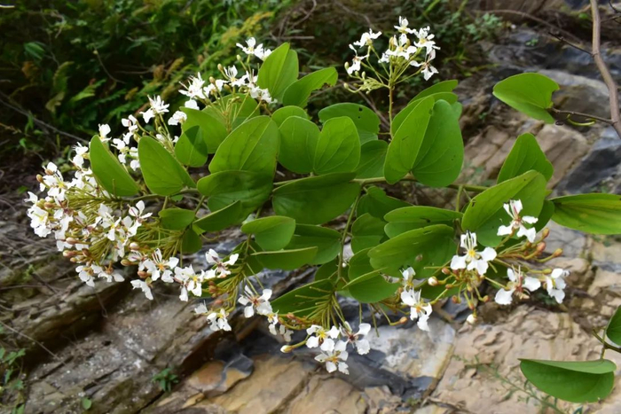 黔南德昭藤花枝
