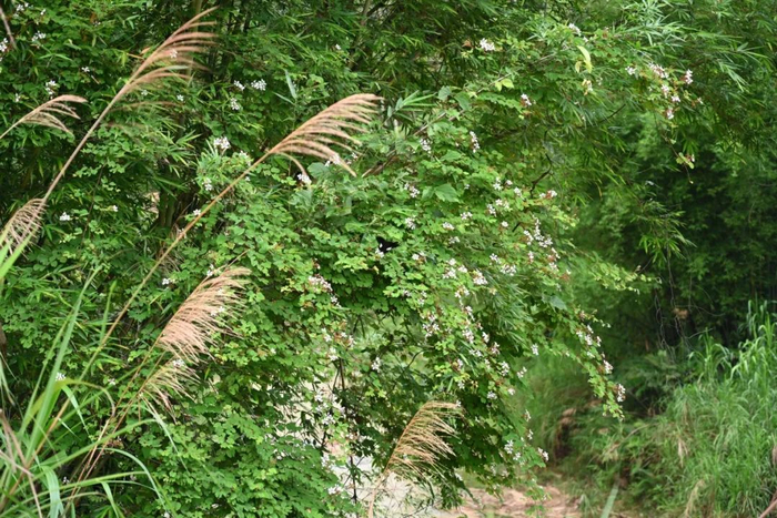 盛开的肇庆德昭藤在风中摇曳