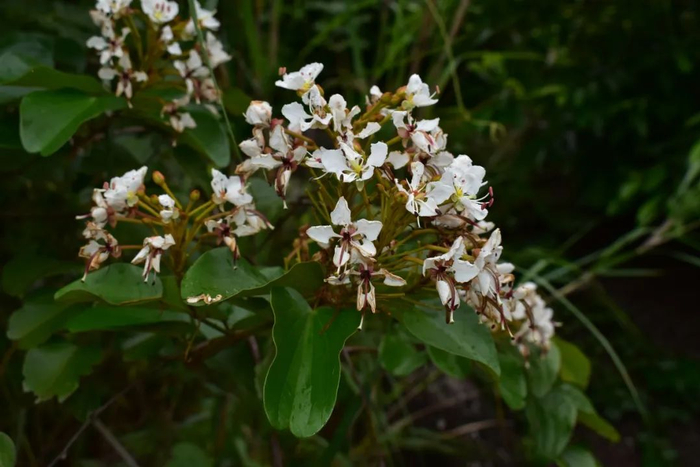 柔毛德昭藤花枝