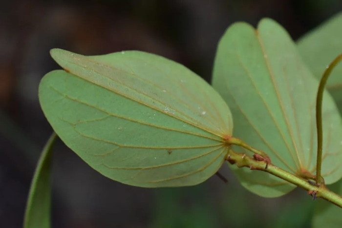 柔毛德昭藤叶片纸质，先端浅裂，背面被柔毛，中脉、叶柄及枝条密被锈色柔毛