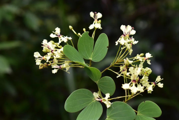 河池德昭藤花枝