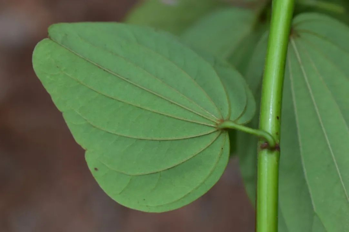 黔南德昭藤叶片纸质，先端浅裂，背面稀疏柔毛，叶柄及枝条几乎光滑无毛