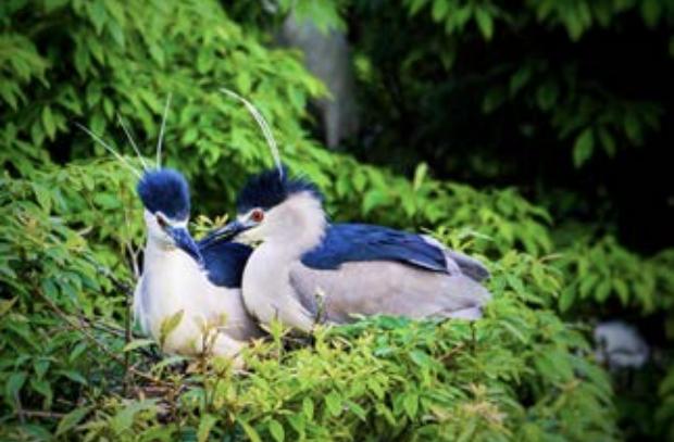 【绿色发展】鹭鸟庄园的生态探索