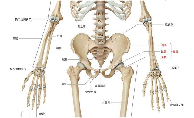 《说文解字》第808课:孙膑所受膑刑,其实应当叫做髌刑