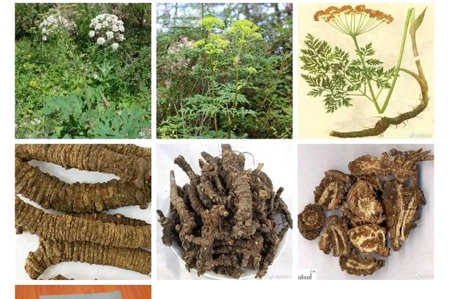 在《神农本草经》一书中就有记载,说明它在临床上应用的历史相当悠久