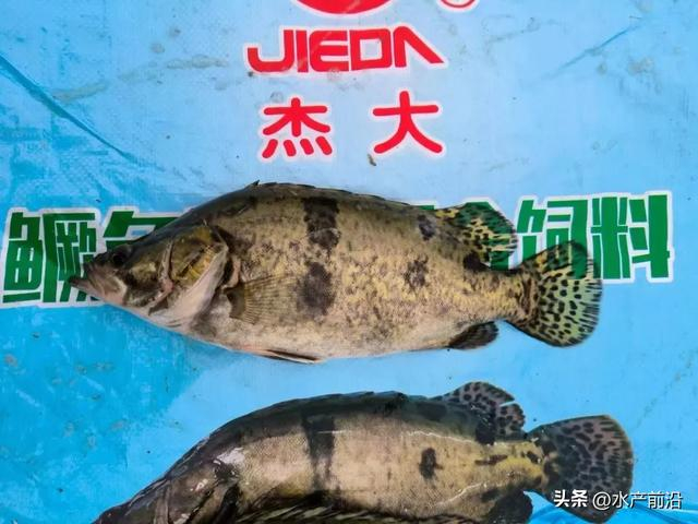 鳜鱼最高再涨1.5元/斤!但病鱼冲击,端午还有机会吗?