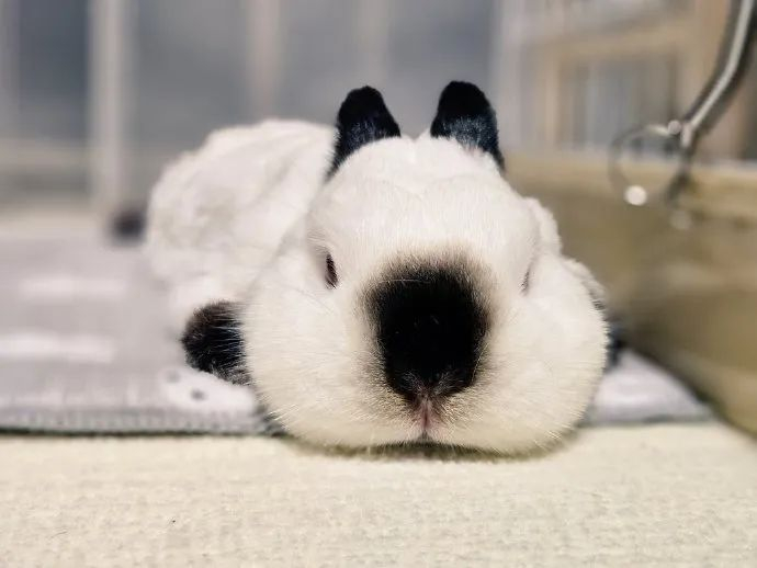 超可爱逻辑兔!