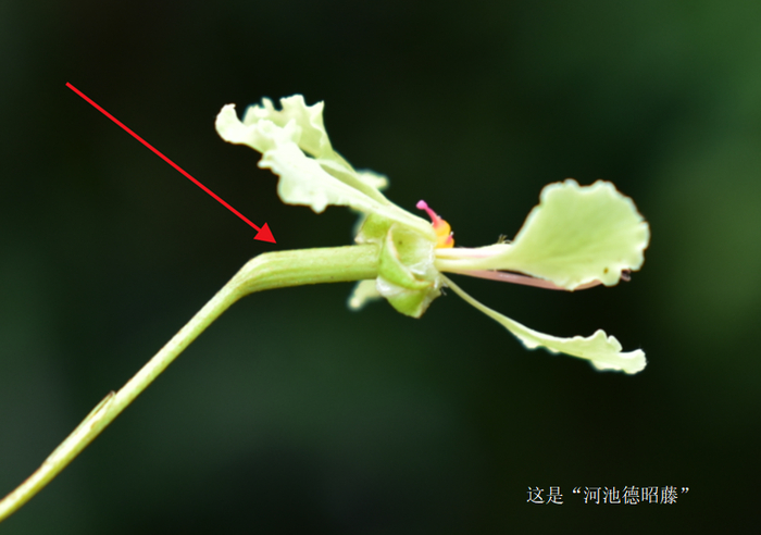 河池德昭藤的花托直伸，较长，基部不膨大