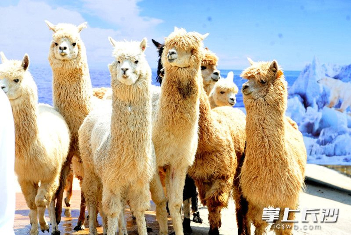 长沙生态动物园:"六一"国际儿童节邀你共赴童心之旅