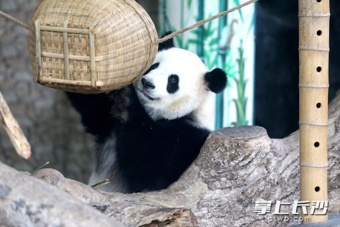长沙生态动物园:"六一"国际儿童节邀你共赴童心之旅