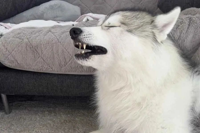 狗|哈士奇|铲屎官_新浪新闻