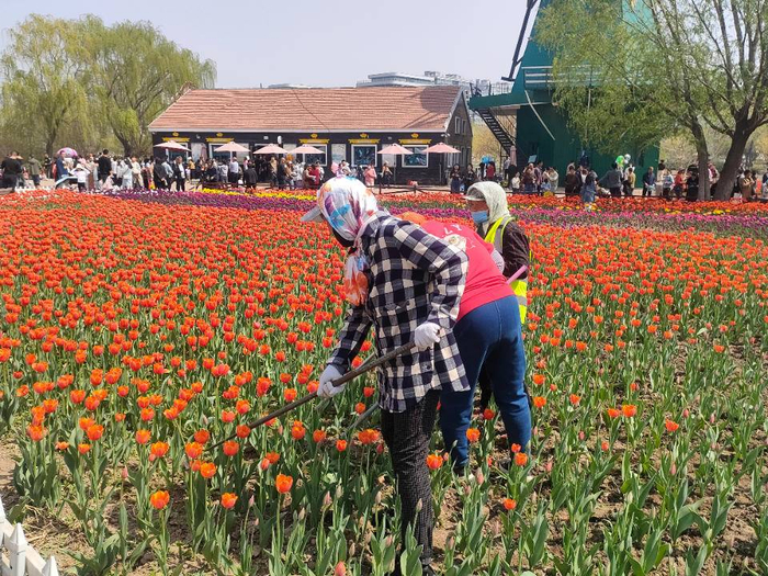 谁不说俺家乡好|滨州荷兰风情郁金香(张实国摄影)