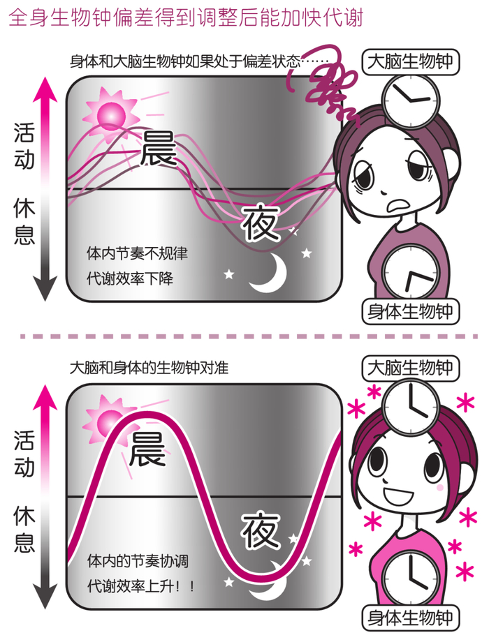 早餐后12小时内吃完晚餐!你应该了解生物钟和瘦身的关系