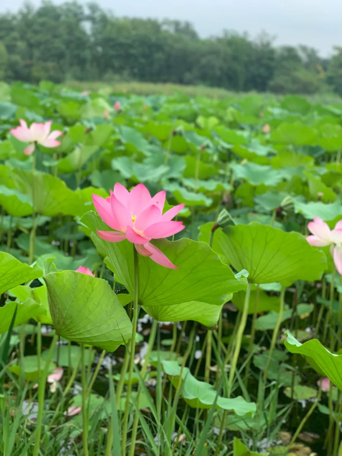 但惜夏日荷花香,轻摇羽扇纳微凉