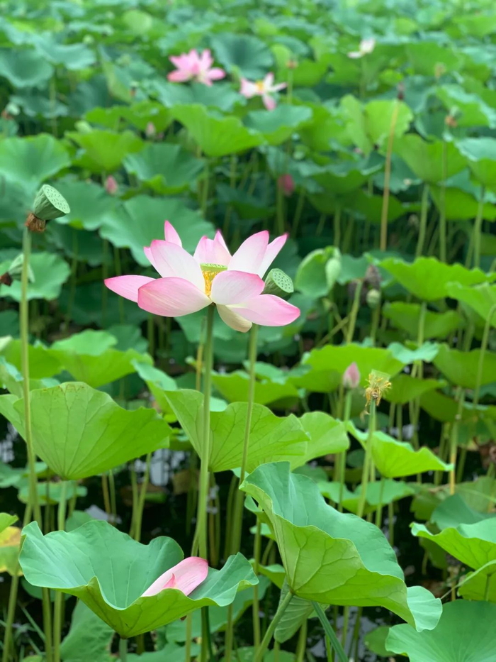夏天是最灿烂的季节.人间烟火,不失温情.
