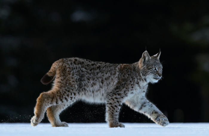 早在第一只野猫被新月沃地的远古居民驯化之前,猫科动物已经在地球上