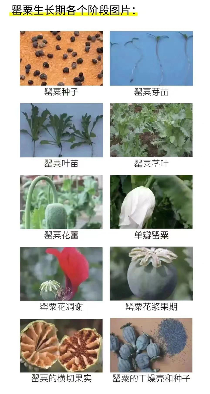 非法种植罂粟或者其他毒品原植物,在收获前自动铲除的,可以免除处罚.