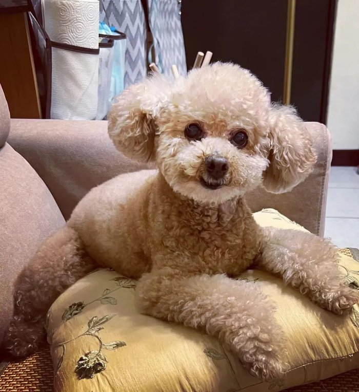 主人晒19岁狗狗撒娇的画面,网友惊了:它看着像个小宝宝!