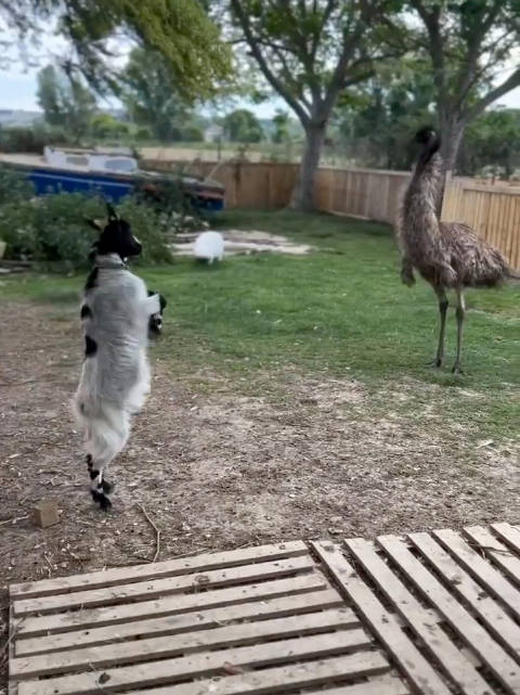 小羊与鸸鹋的模仿秀,大家觉得它俩谁模仿的更像!