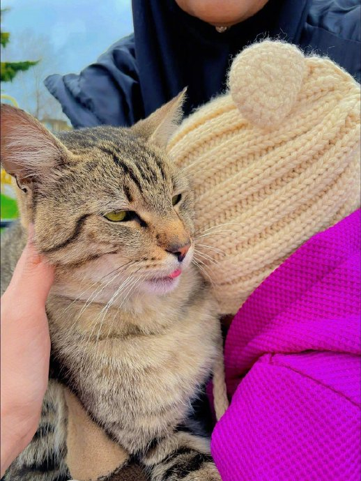土耳其的流浪猫好亲人