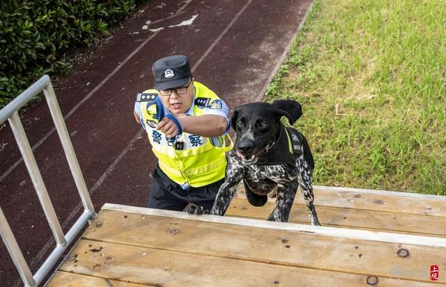 最佳警犬搭子为何叫"拉史"组合?