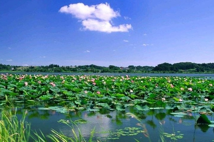 笔尖上的济宁|新绿浅夏醉济宁|小北湖|济宁|北湖_新浪新闻