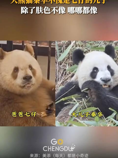 我们秦岭大熊猫秦华,不愧是七仔的儿子,虽然没遗传到七仔的肤色